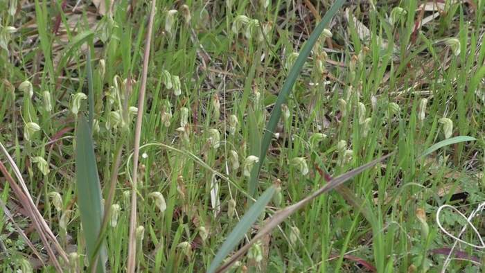 Pterostylis brunneola Snail Orchid 001.JPG